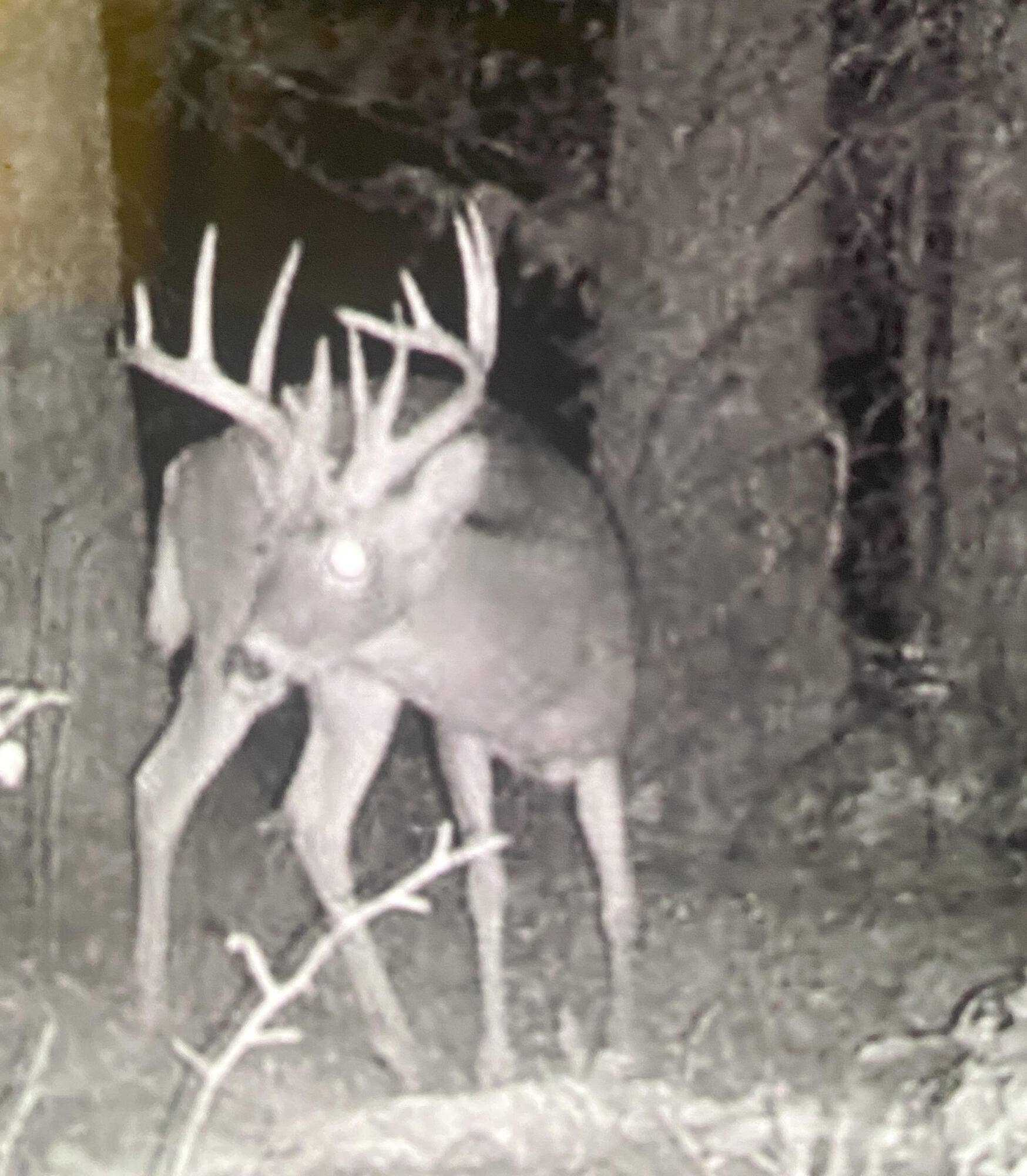 Deer Hunting