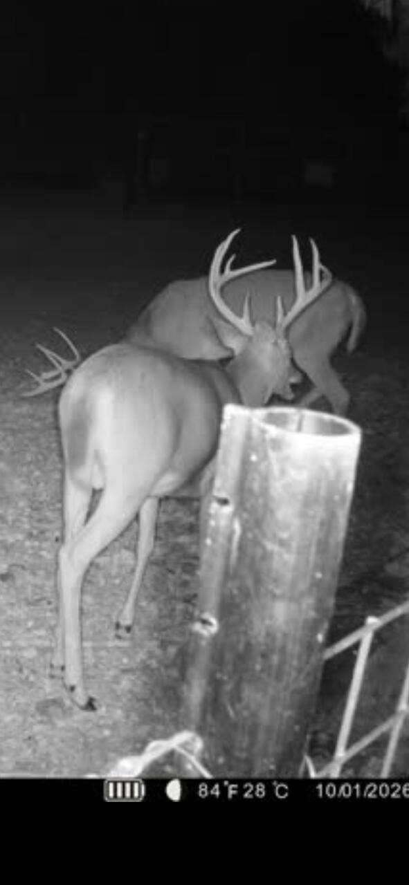 Deer on Property