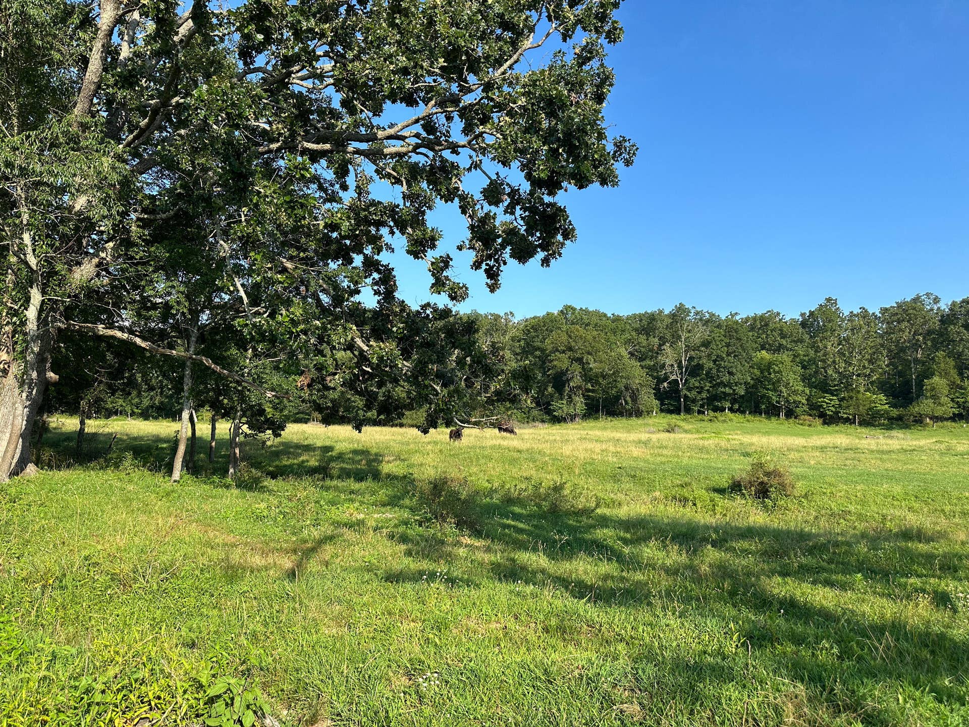Pasture and Grazing