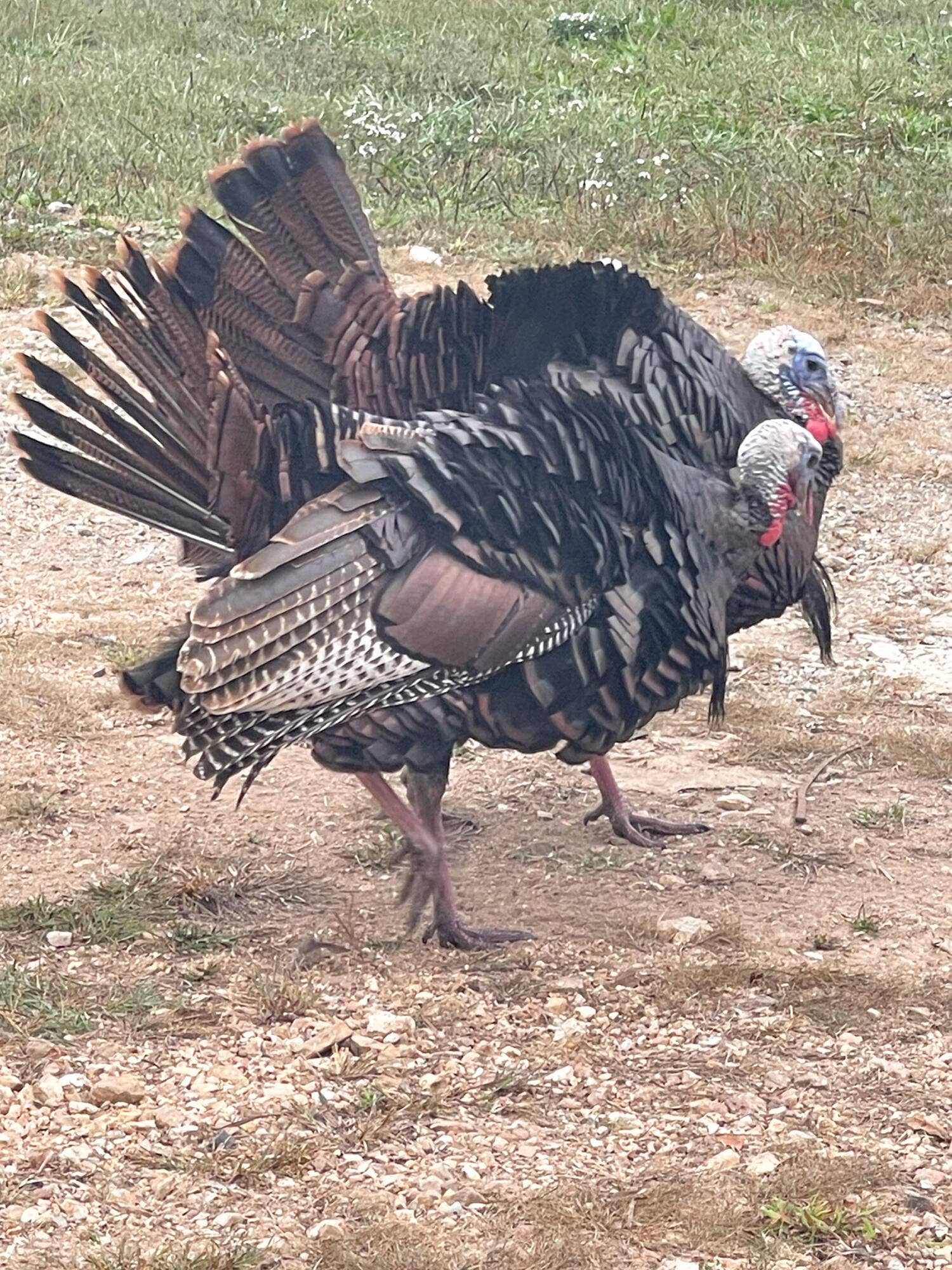 Turkey Hunting
