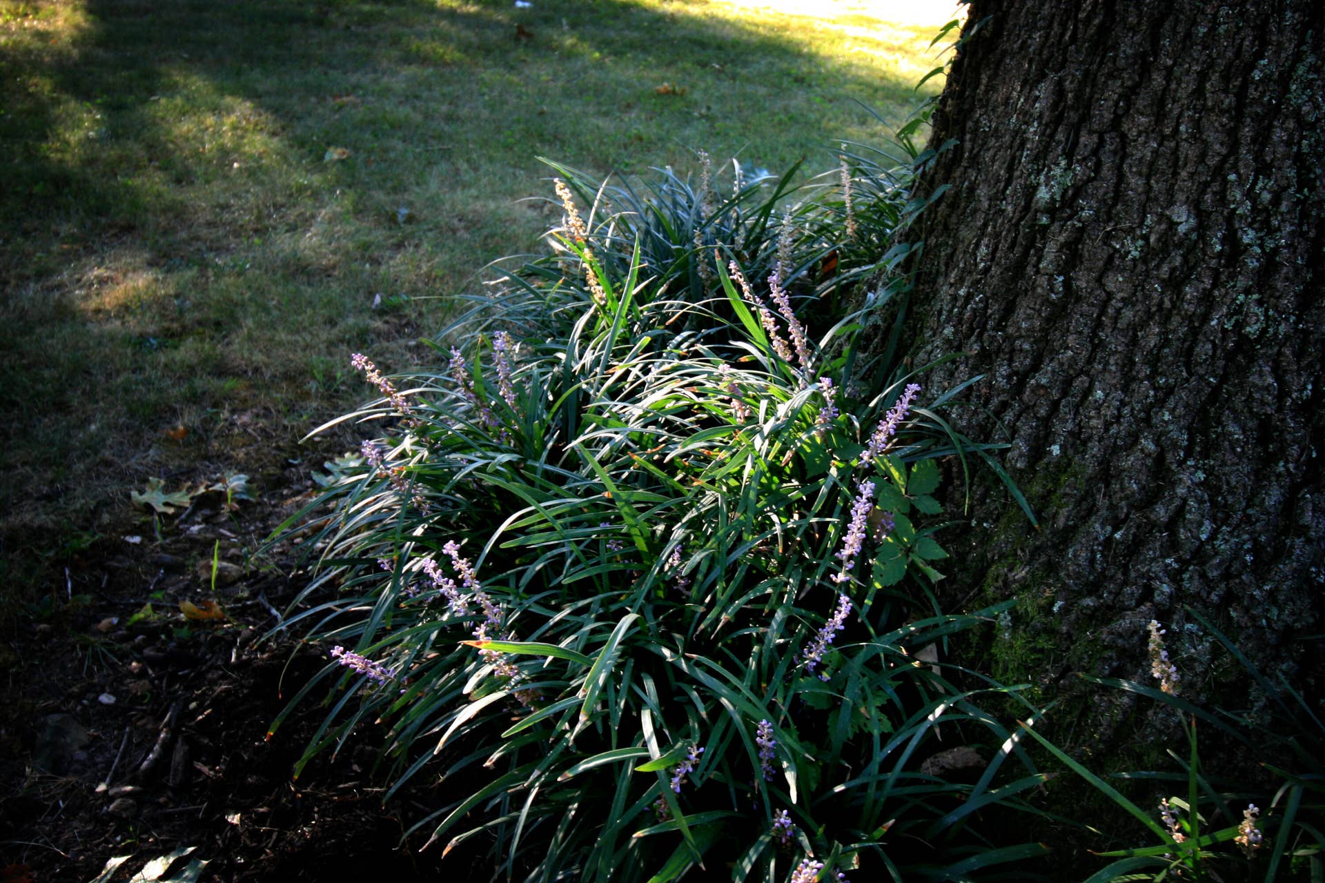 1446 S Oak Hill Court, Nixa, MO 65714 landscaping 2