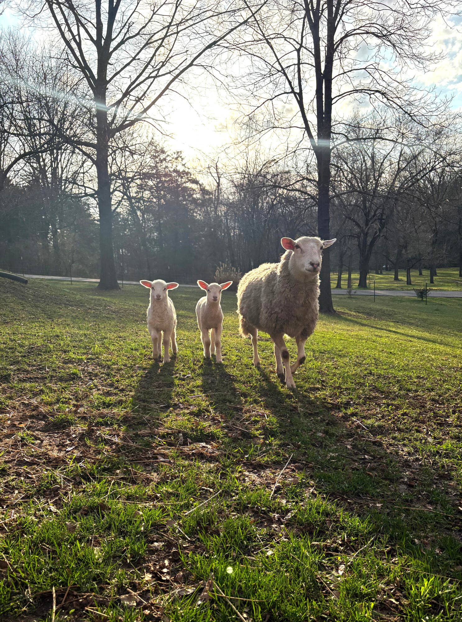 1446 S Oak Hill Court, Nixa, MO 65714 sheep in paddok