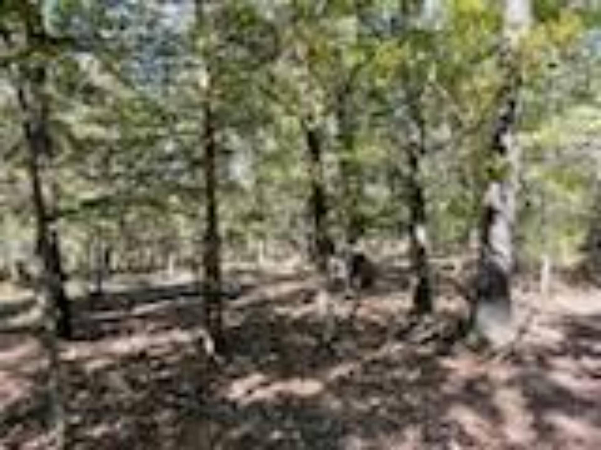 2904 Moark Road, #Lot 7, Cedar Creek, MO 65627 39
