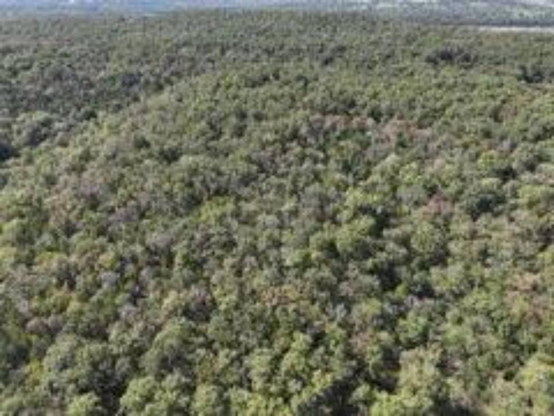 2904 Moark Road, #Lot 7, Cedar Creek, MO 65627 30
