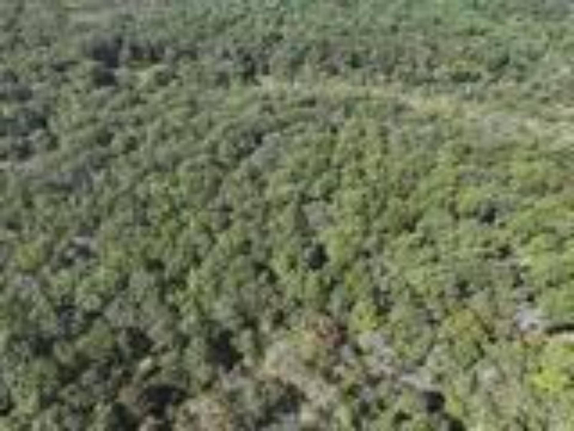 2904 Moark Road, #Lot 7, Cedar Creek, MO 65627 14