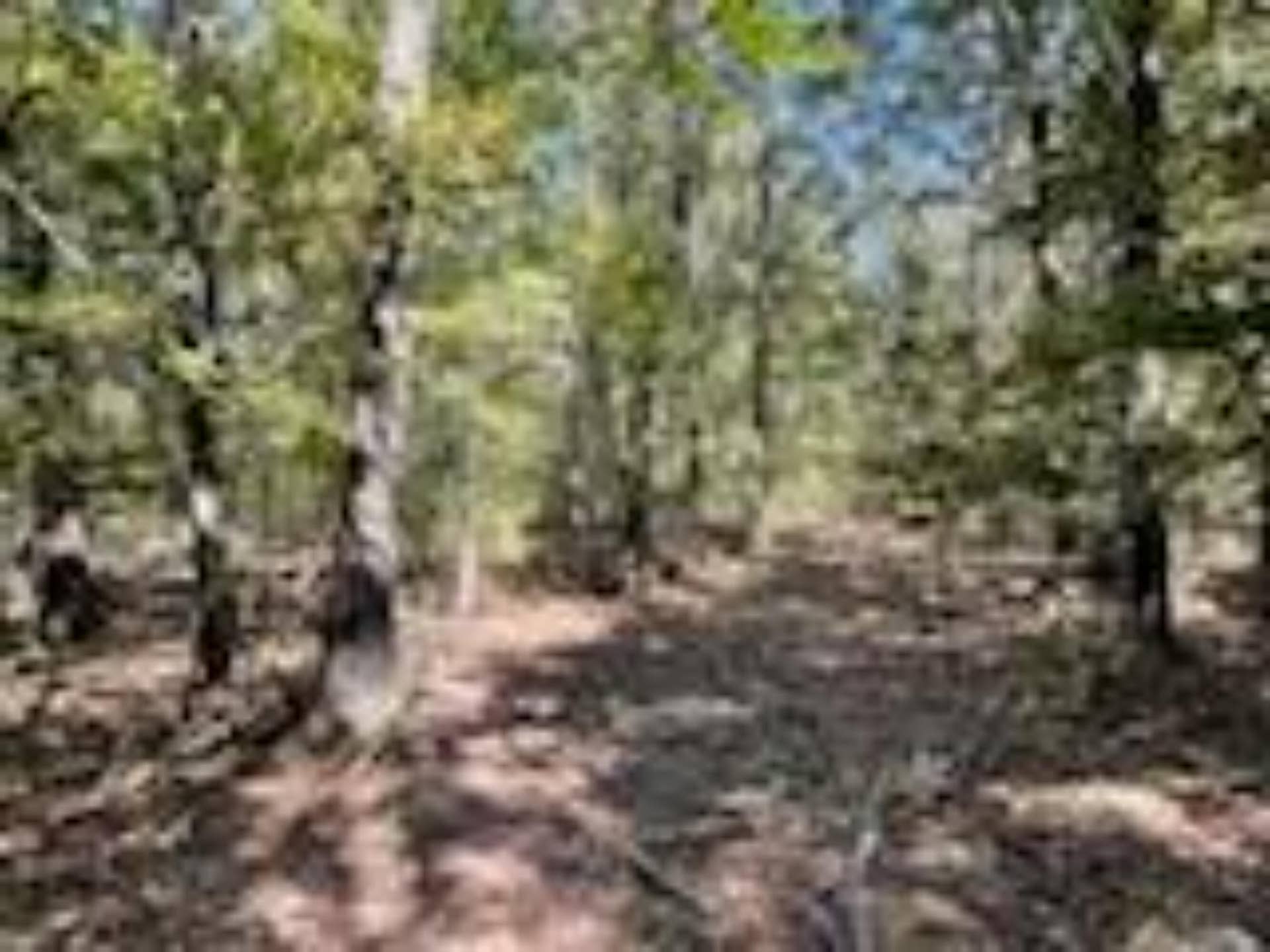 2904 Moark Road, #Lot 7, Cedar Creek, MO 65627 38