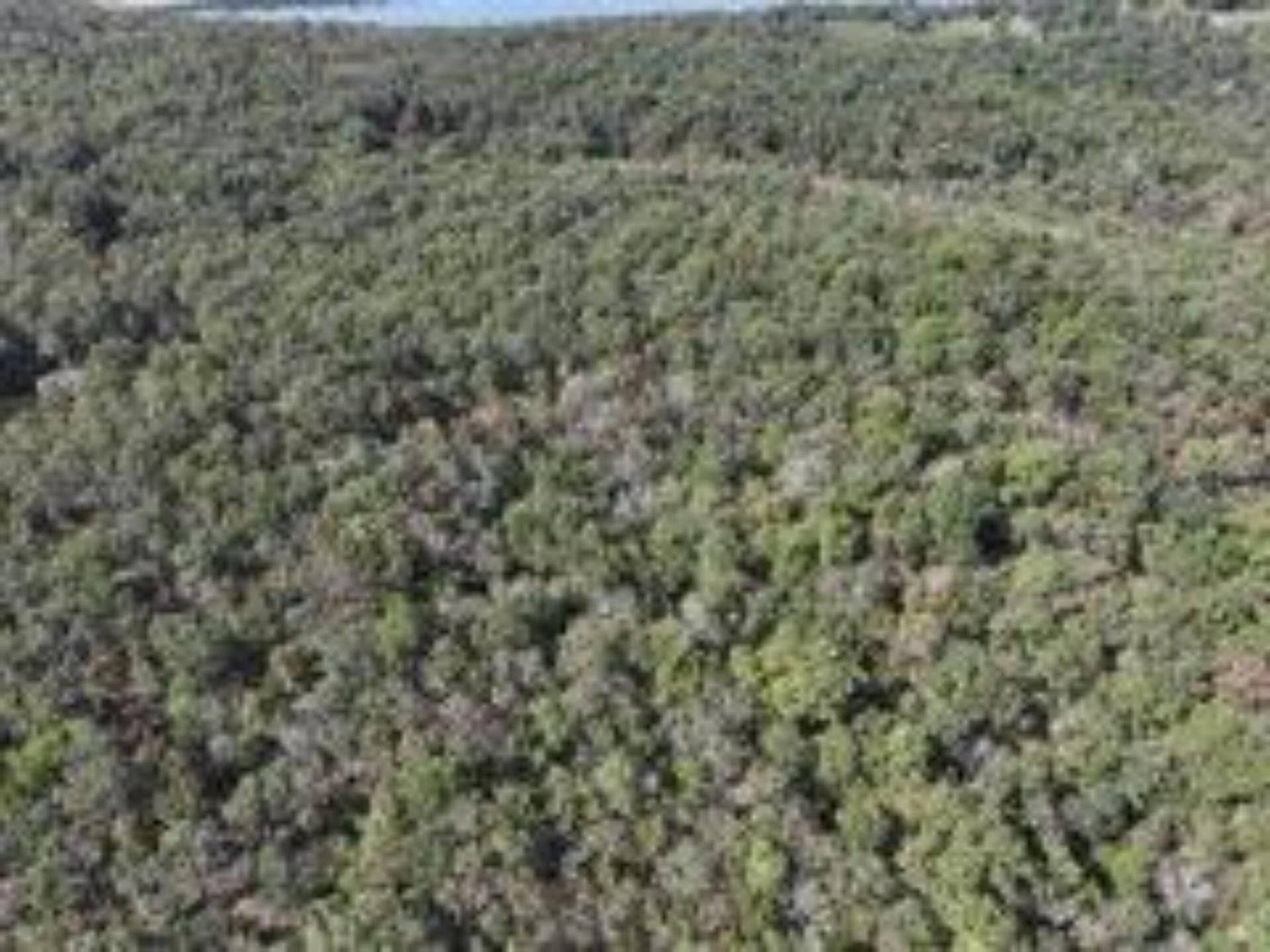 2904 Moark Road, #Lot 7, Cedar Creek, MO 65627 13