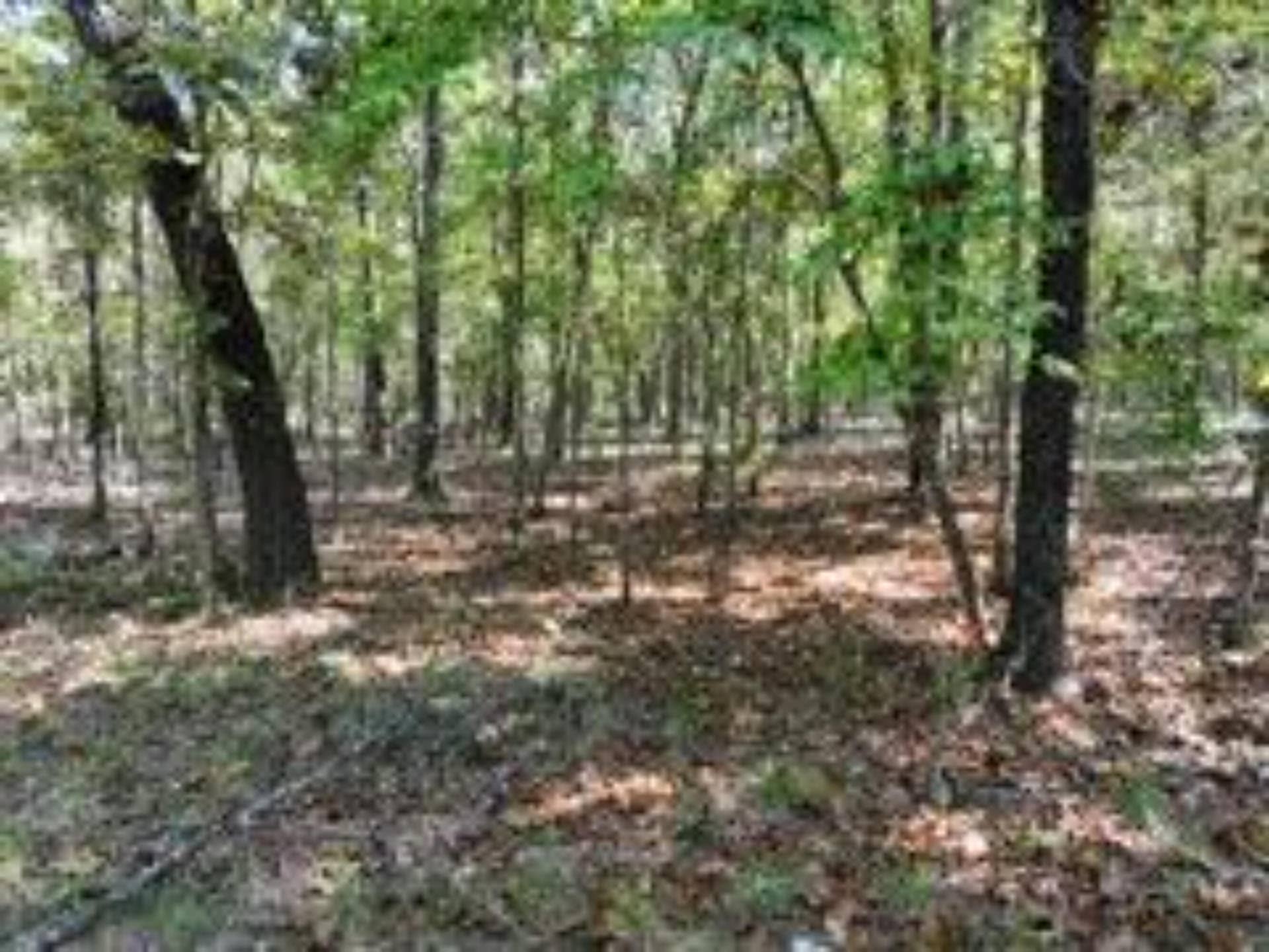 2904 Moark Road, #Lot 7, Cedar Creek, MO 65627 11