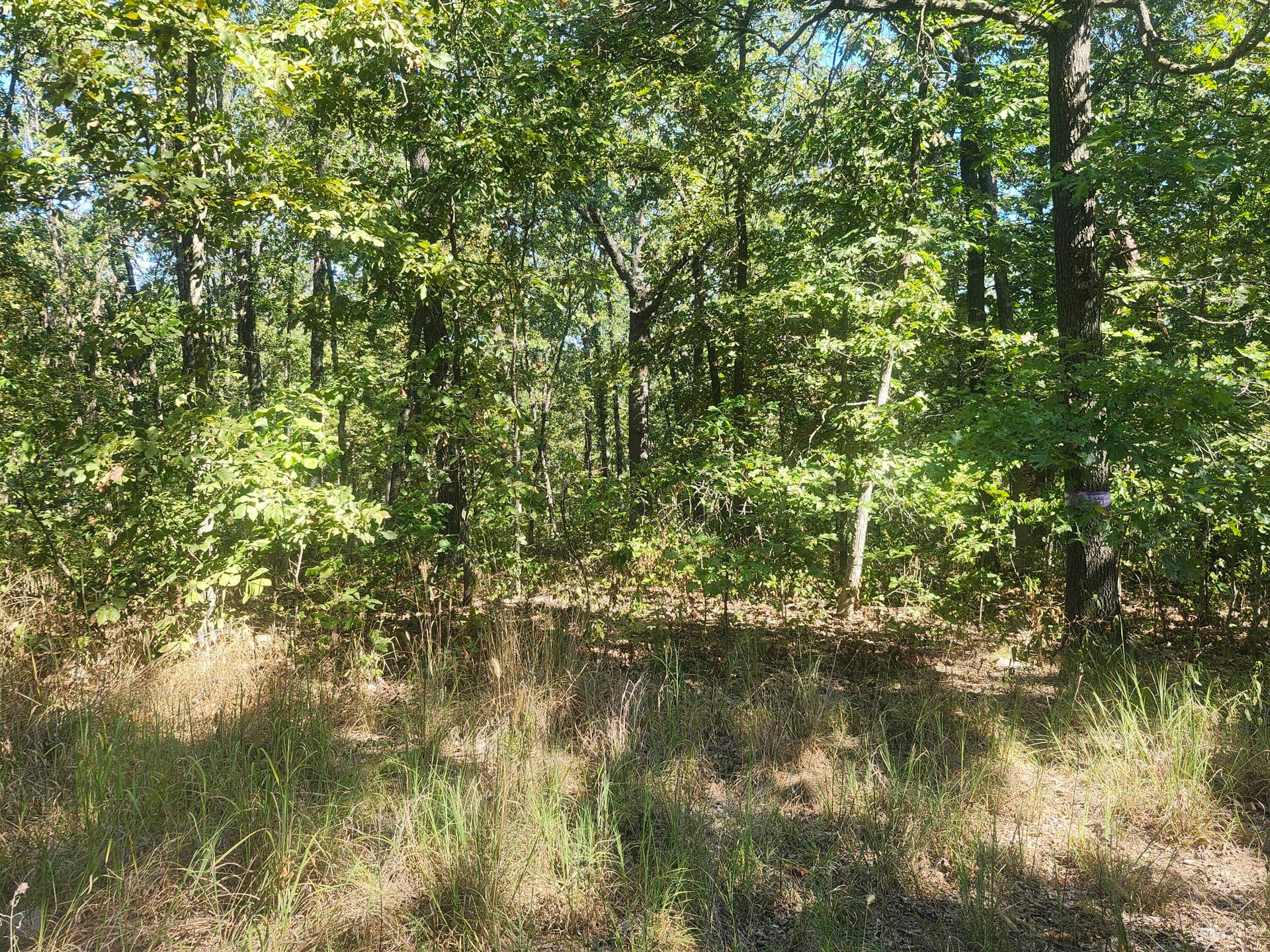 13239 County Road 290, Flemington, MO 65650 20260928_112331