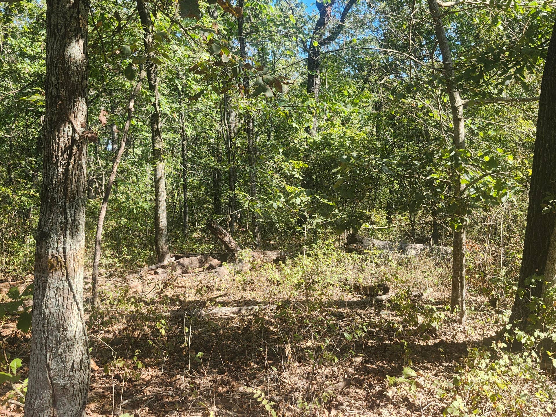 13239 County Road 290, Flemington, MO 65650 20260928_112833
