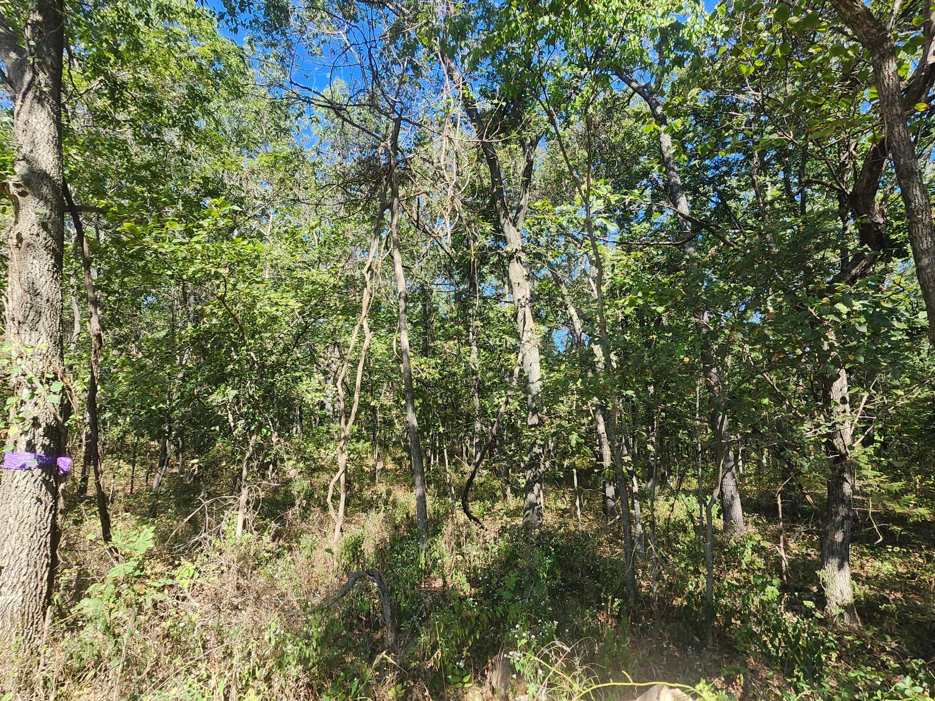 13239 County Road 290, Flemington, MO 65650 20260928_112617