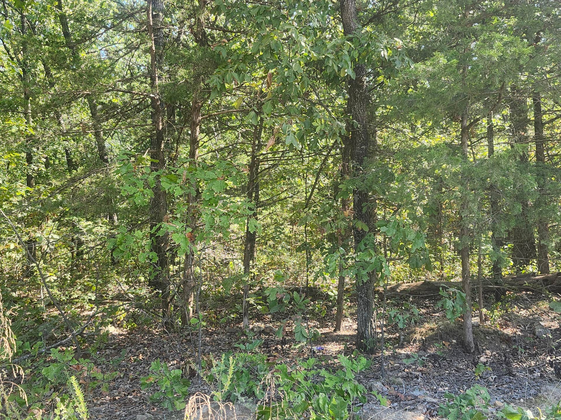 13239 County Road 290, Flemington, MO 65650 20260928_112113