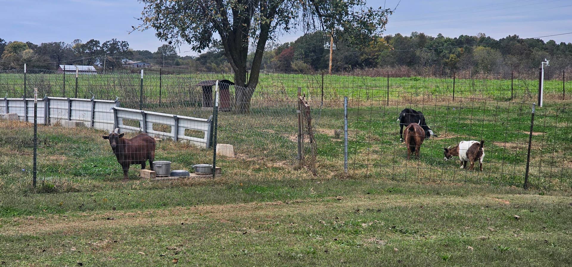 6604 County Road 8240, West Plains, MO 65775 20241015_123514