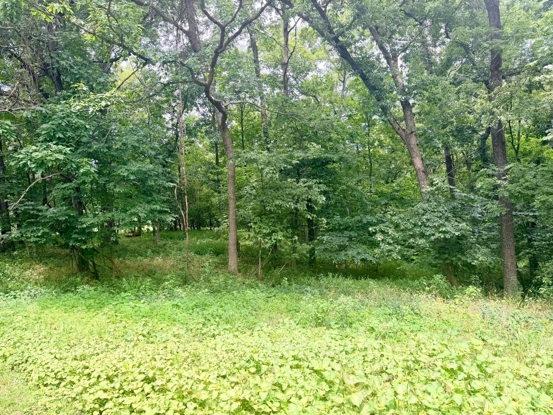 34a E Dade 86, Greenfield, MO 65661 IMG_7059