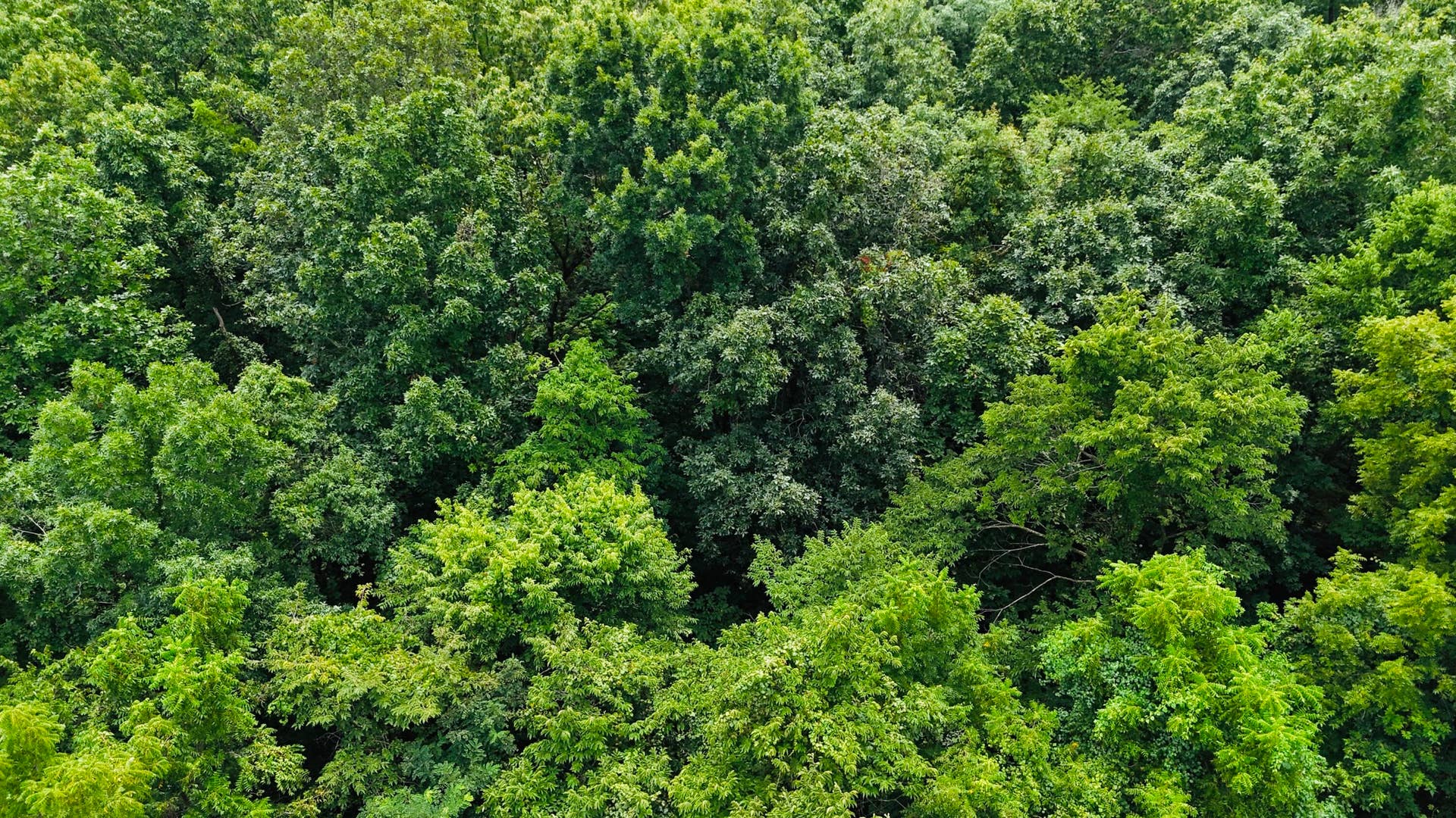 34a E Dade 86, Greenfield, MO 65661 dji_fly_20260724_130450_0114_17849164546