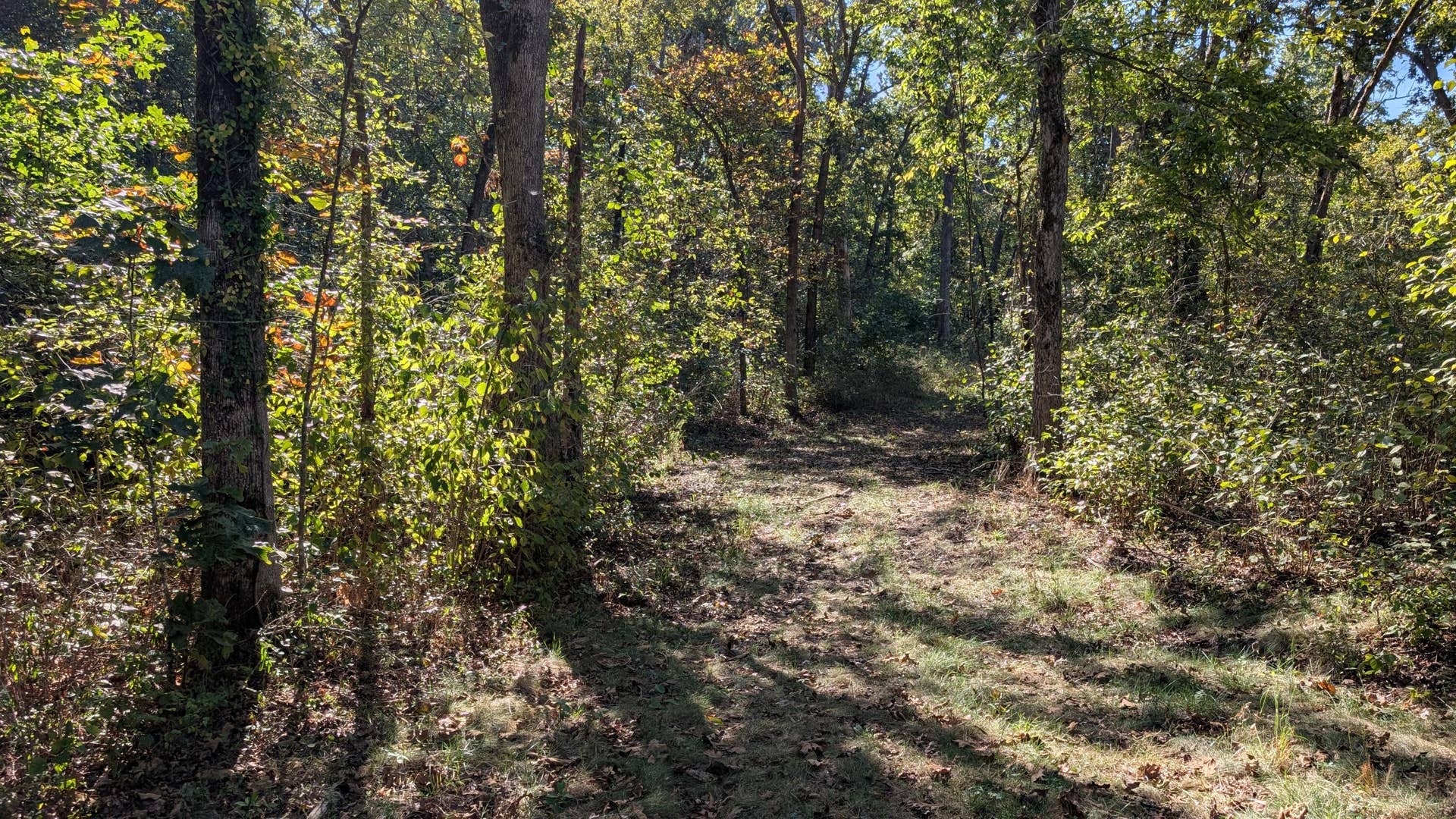 000 SE 731 Road, Collins, MO 64738 1000022421