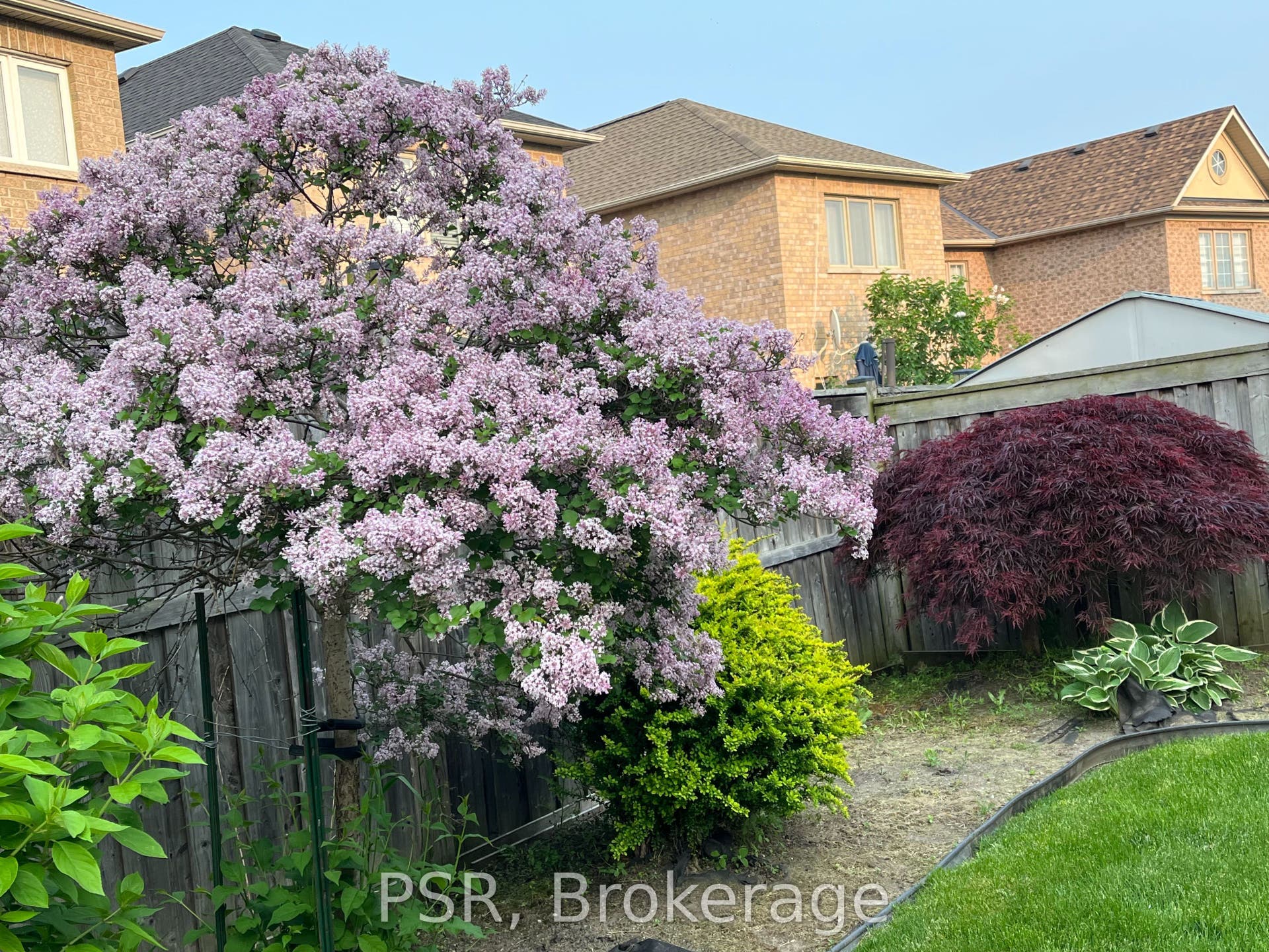 Mature bushes