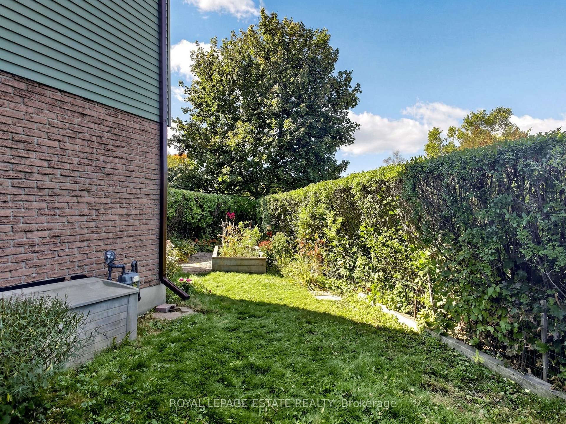 Mature and established privacy hedge