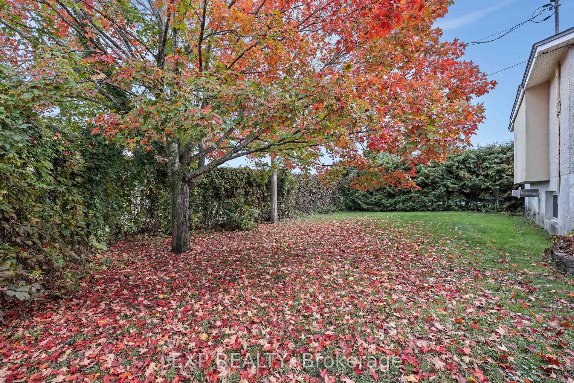 BACK YARD