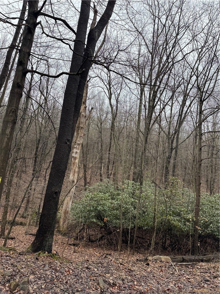 0 Spruce Hollow Road, Connellsville, PA 15425